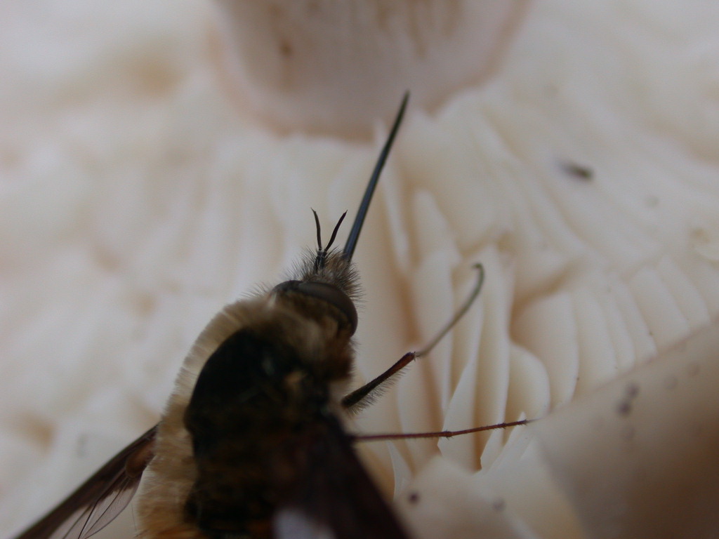 Bombilius major... e fungo